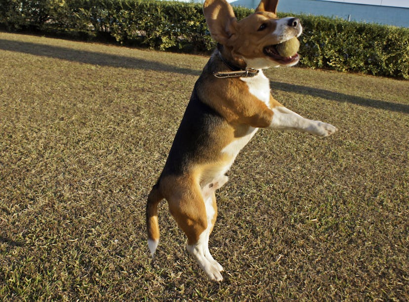 A dog catches a tennis ball. Playing catch is a great workout to do with your dog.