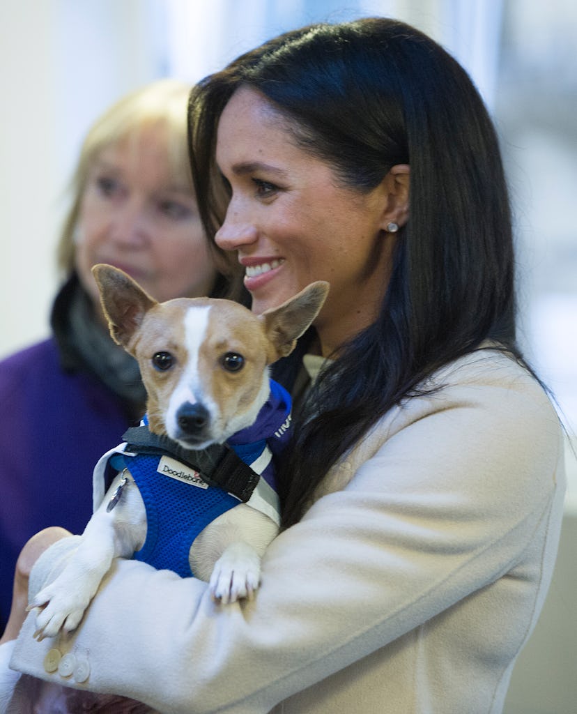 Meghan Markle renewed her dog kennel sponsorship in Archie's name.