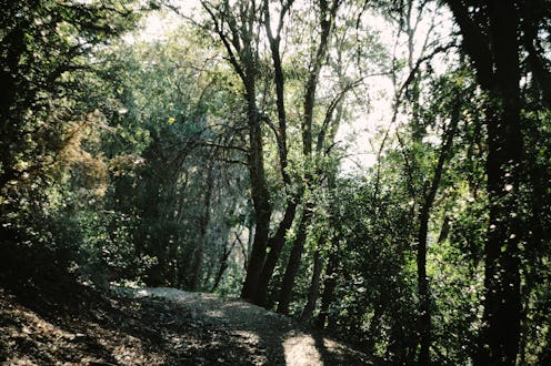 trees, forrest