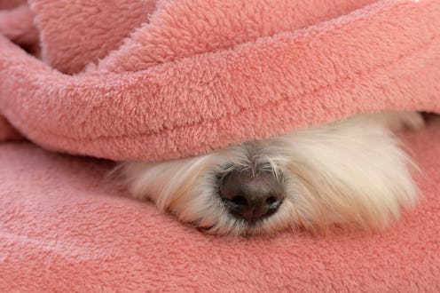 dog, sleeping, hiding