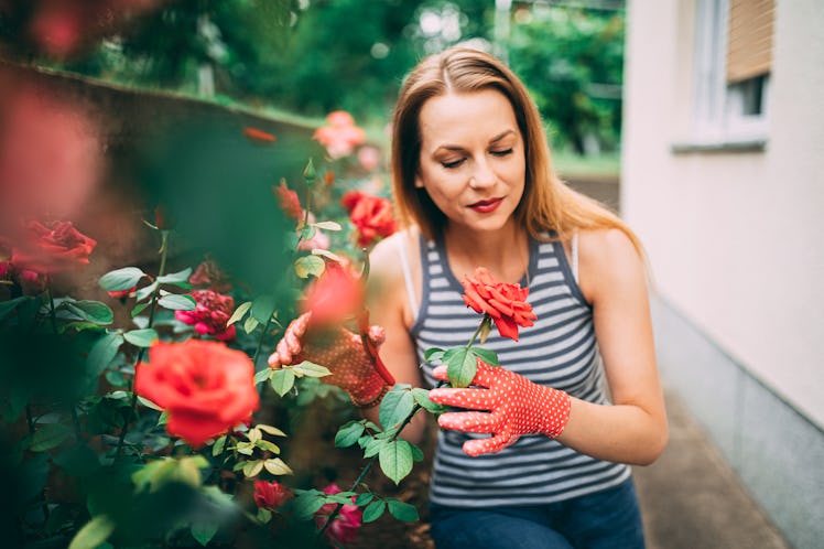 A girl trims her roses in her home garden outside.