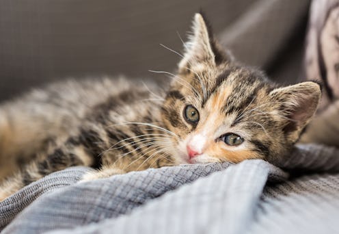 cat, pet