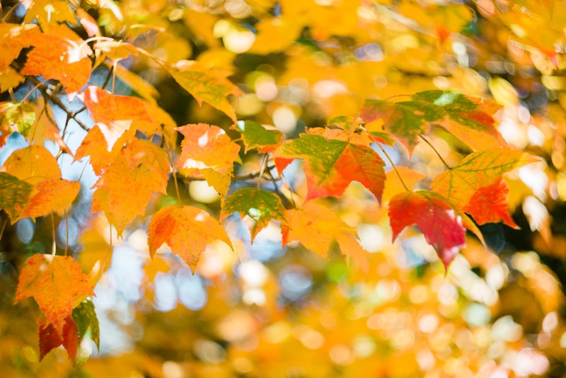 Why Do We Call Autumn "Fall"? Turns Out, Both Terms Have A Lot Of Meaning  Behind Them