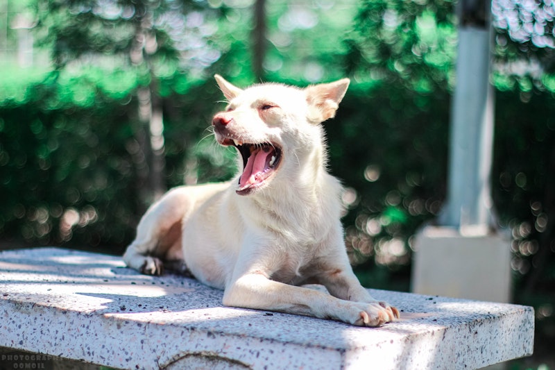 dog, cute, yawning