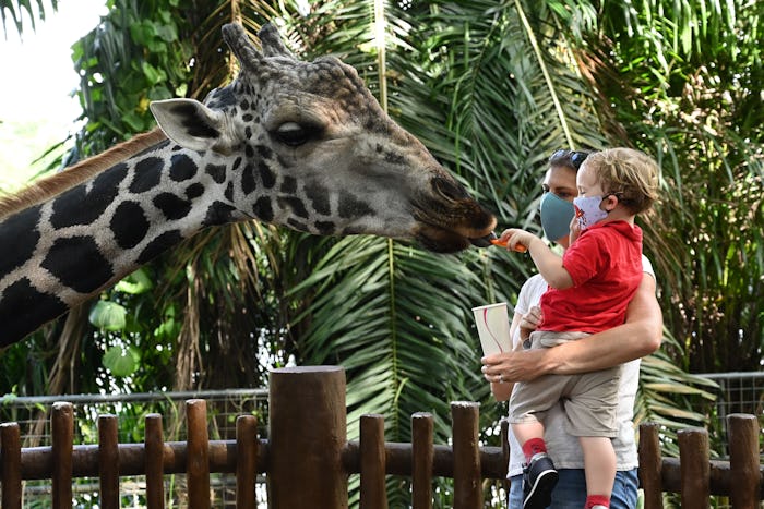 mom and baby boy at zoo seeing giraffe