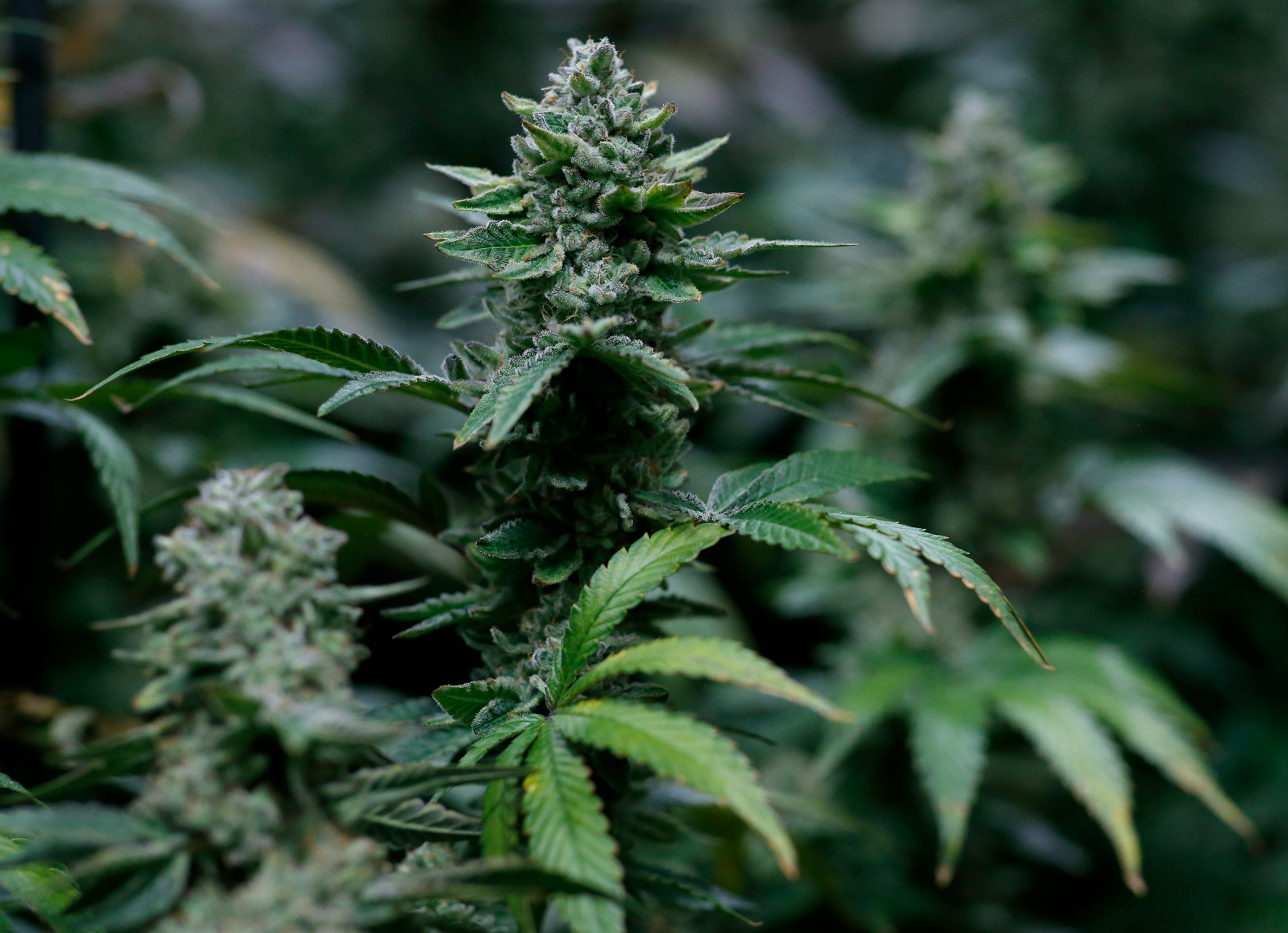 How do you grow cannabis indoors