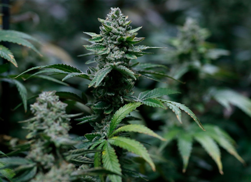 How long does it take to grow a marijuana plant Idea