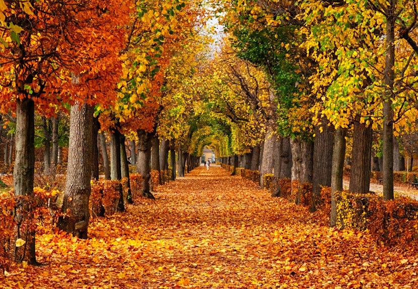 These 15 Fall Themed Zoom Backgrounds Will Have You Feeling Cozy
