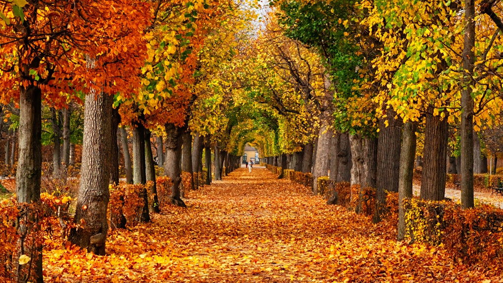 Zoom Meeting Background Images Autumn - To have the environment of your