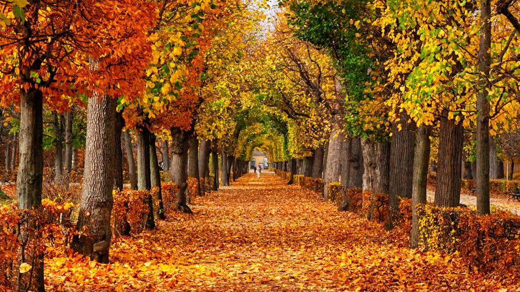 These 15 Fall Themed Zoom Backgrounds Will Have You Feeling Cozy