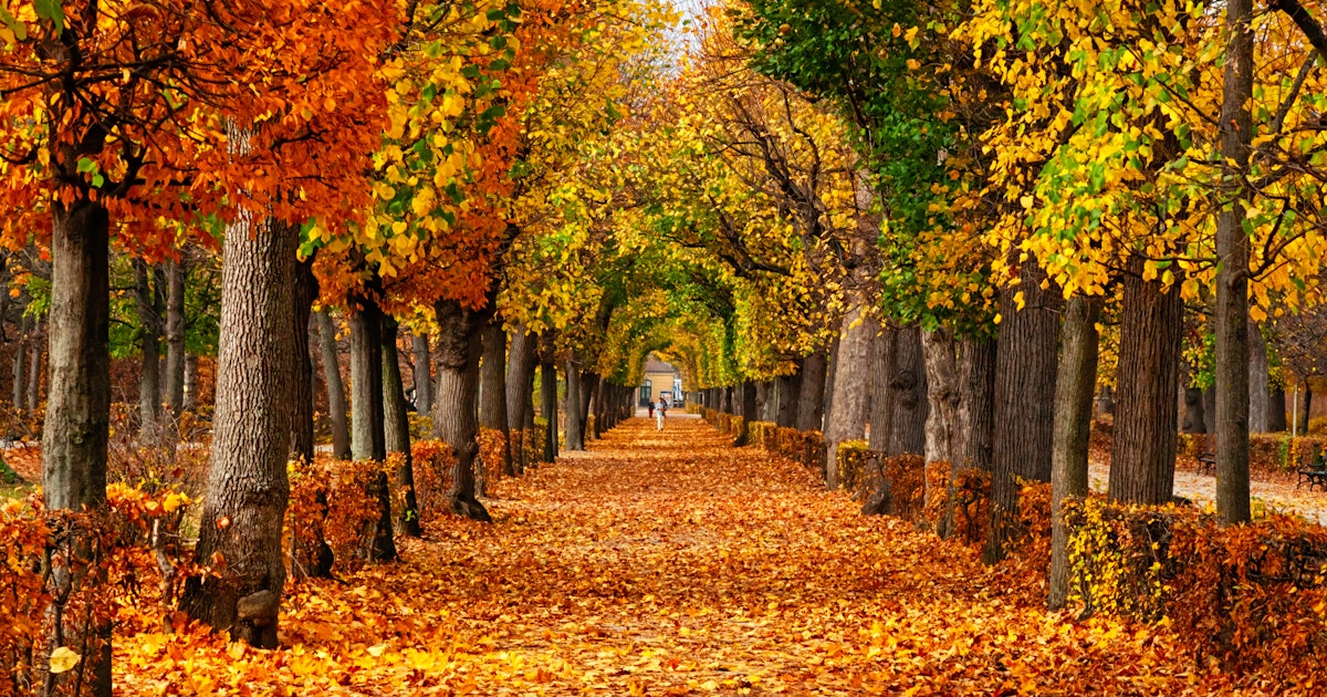 Scenery Zoom Background These 15 Fall-Themed Zoom Backgrounds Will Have You Feeling Cozy