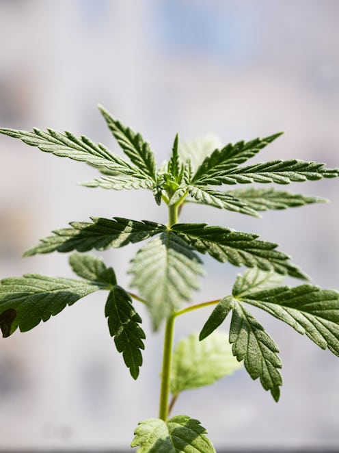 A weed plant. Experts explain how daily, weekly, and monthly cannabis use affects your body.