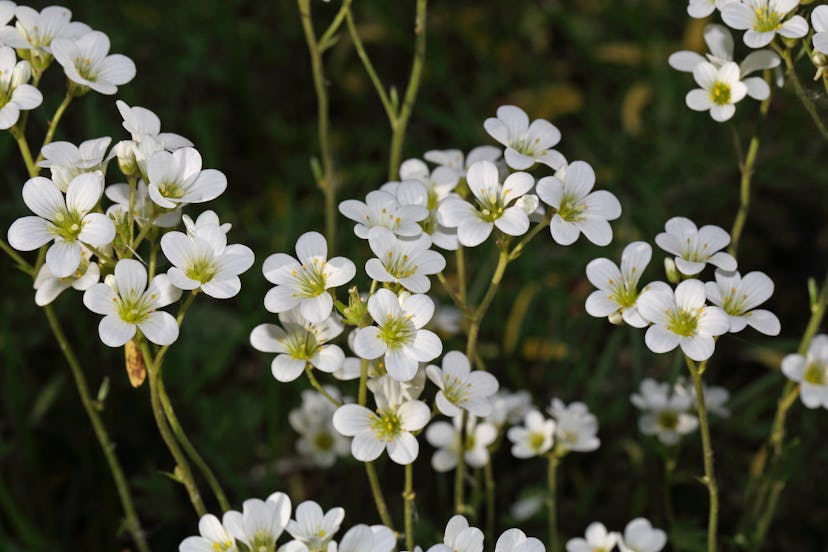 White meadowfoam flower, origin of meadowfoam seed oil.
