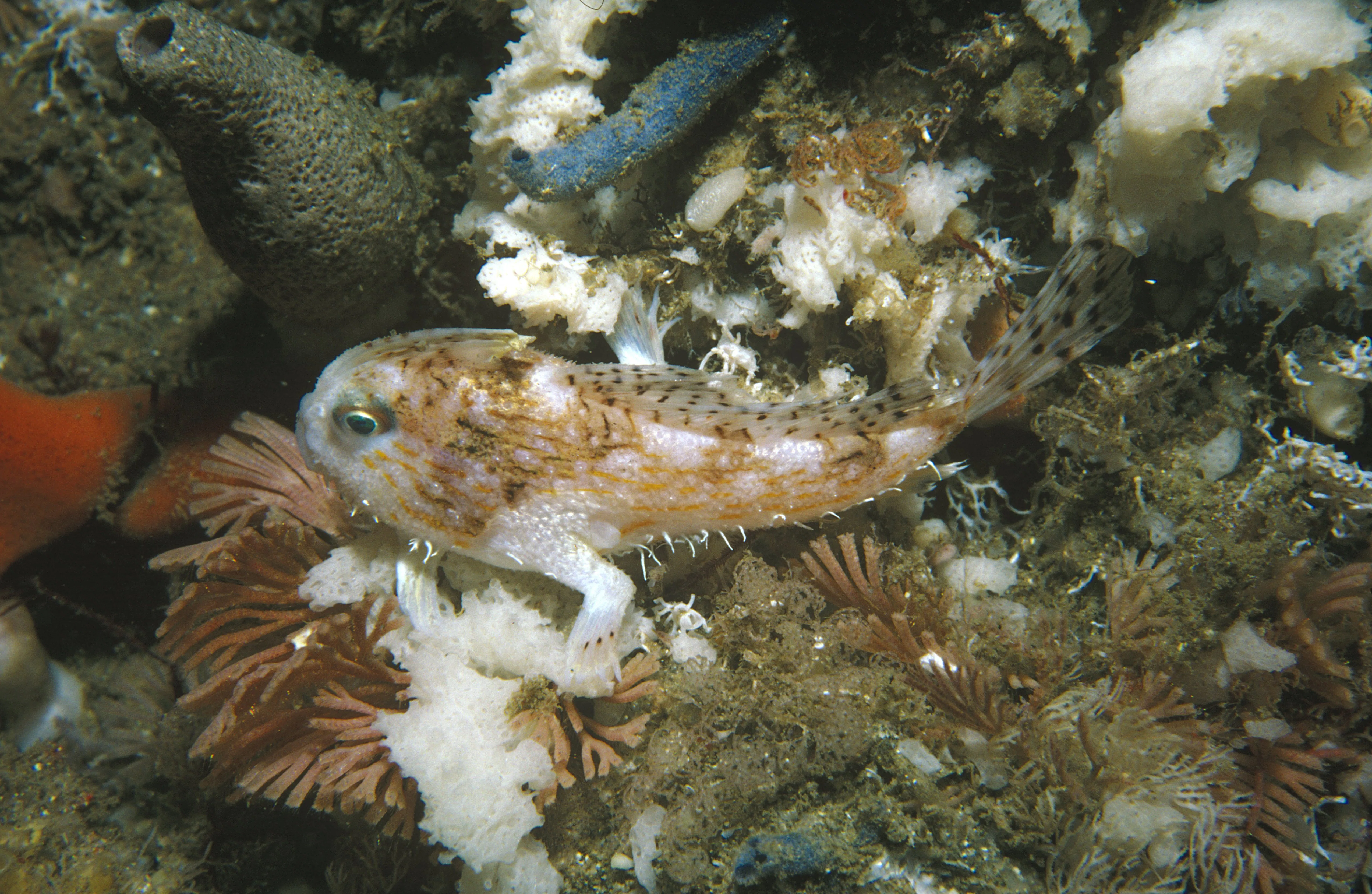 Rest easy smooth handfish, the first fish species in modern history to ...
