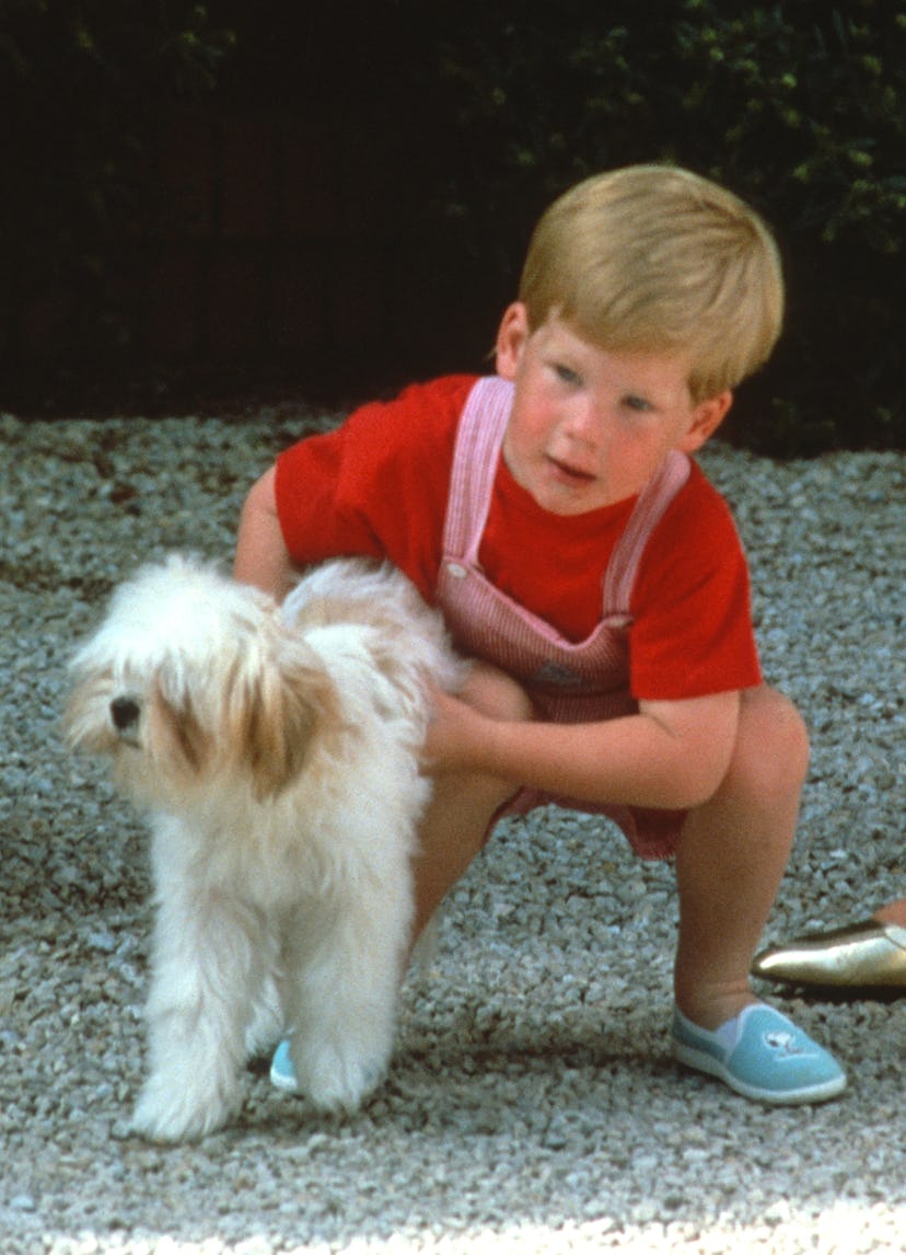 Prince Harry had a pet rabbit as a child