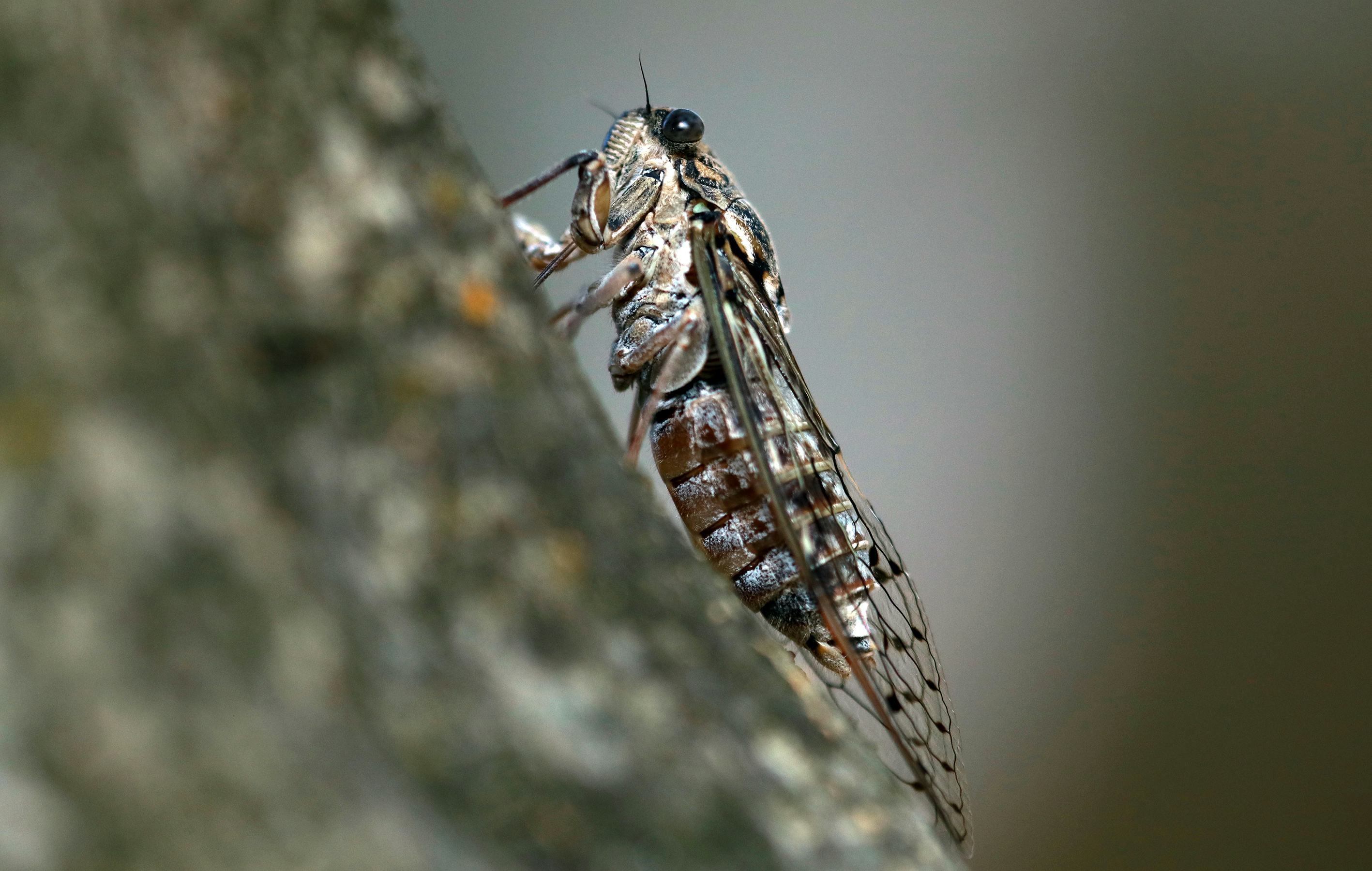 We've Reached The "zombie Cicada" Stage Of 2020