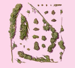 Cannabis stems on a pink background. Here's what happens in your body when you smoke weed.