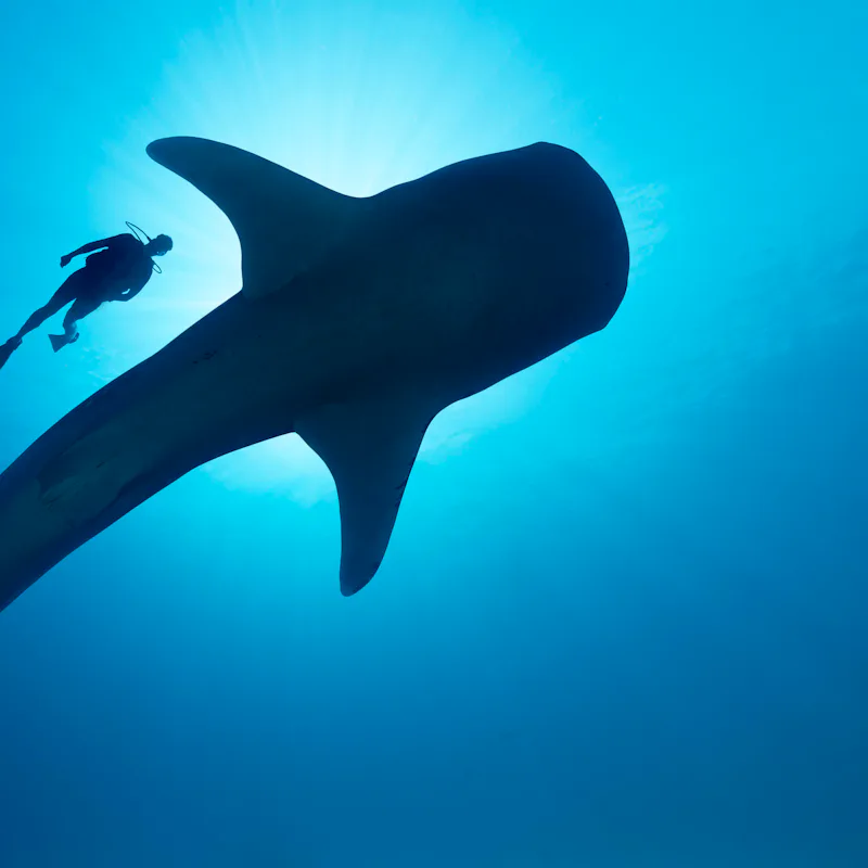 A diver swimming next to a female whale shark