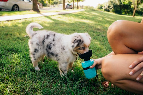 best dog water bottles