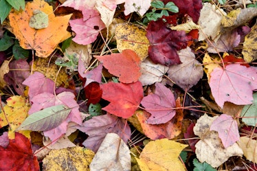 The autumnal equinox is typically associated with other aspect of the autumn season, like leaves cha...