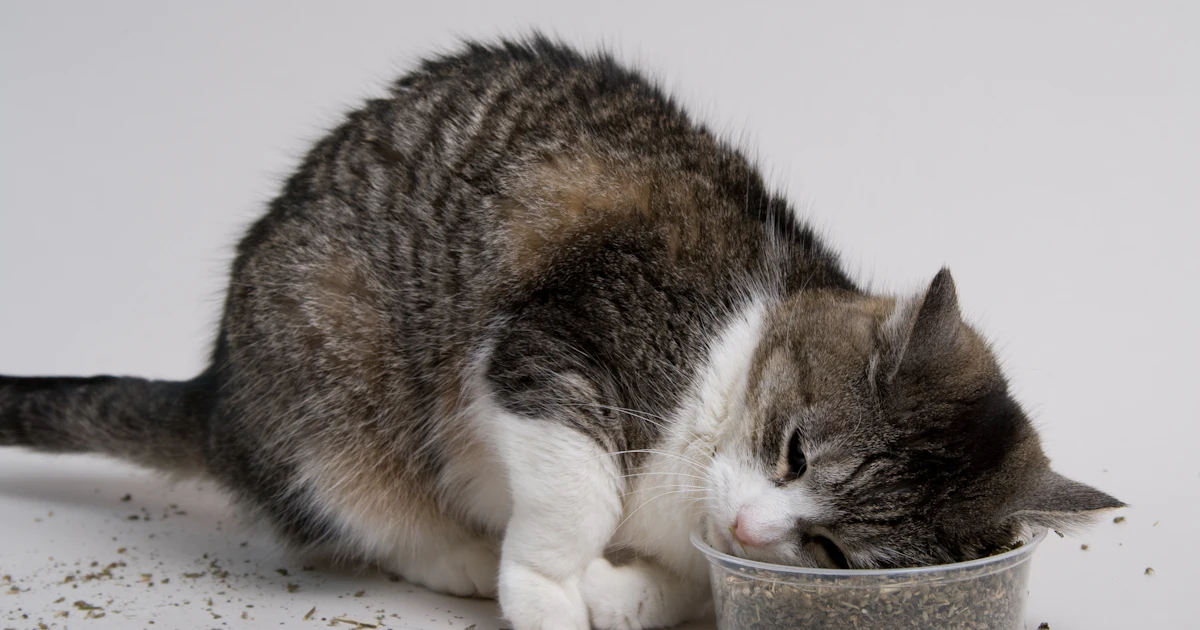 Catnip