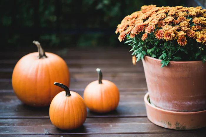 mums on a front porch with pumpkins