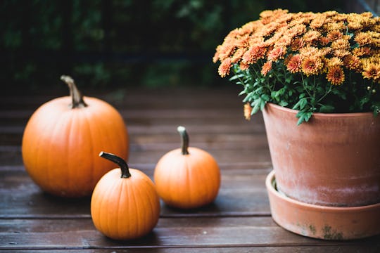 mums on a front porch with pumpkins