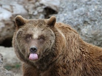 Brown bear sticking its tongue out