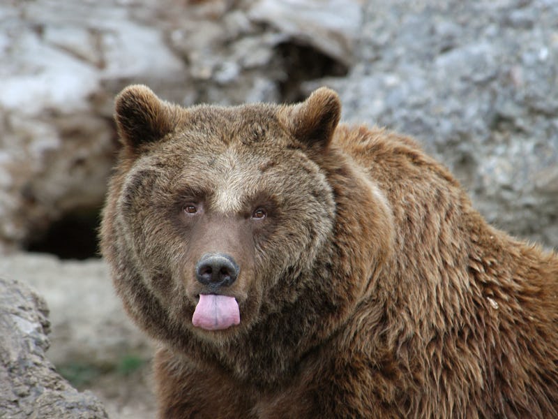 Brown bear sticking its tongue out