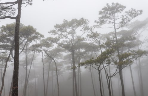 forrest, nature, creepy