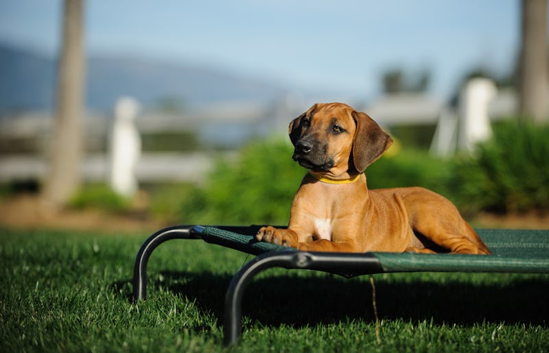 Best Outdoor Dog Beds