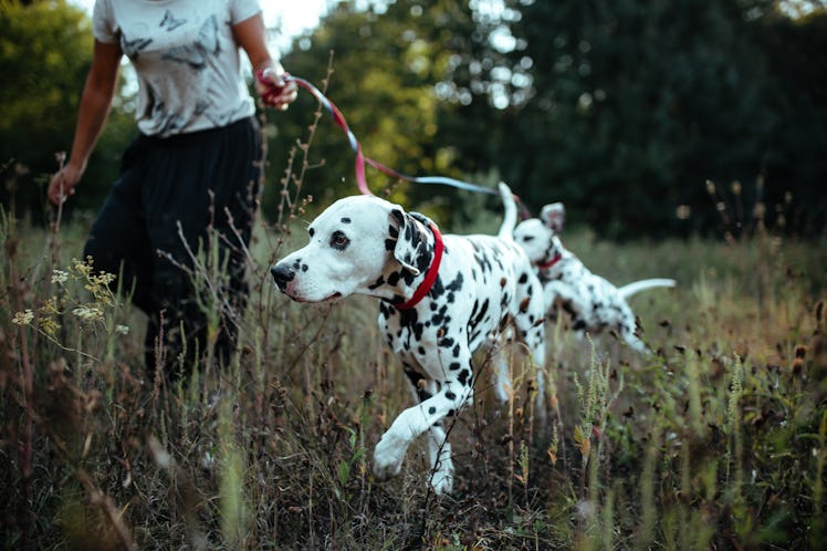 A young Black woman runs in a field with her two Dalmatian puppies while on a fall hike.