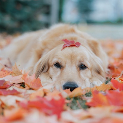 A golden retriever sits in a pile of fall leaves and poses with one on its head.