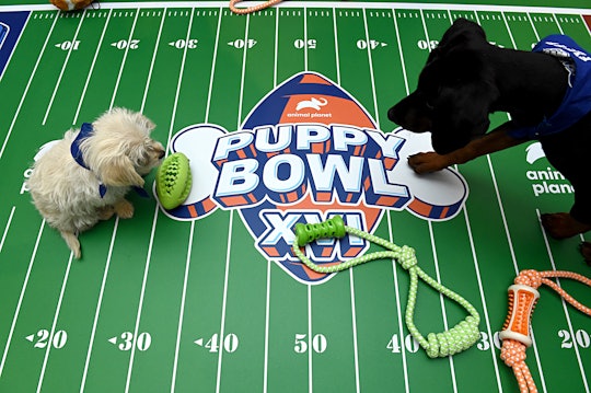 puppies at the puppy bowl