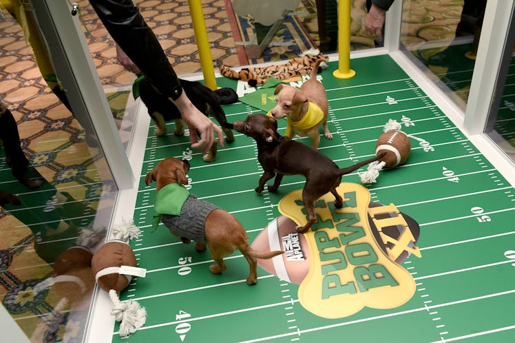 The Puppy Bowl is coming back so soon.
