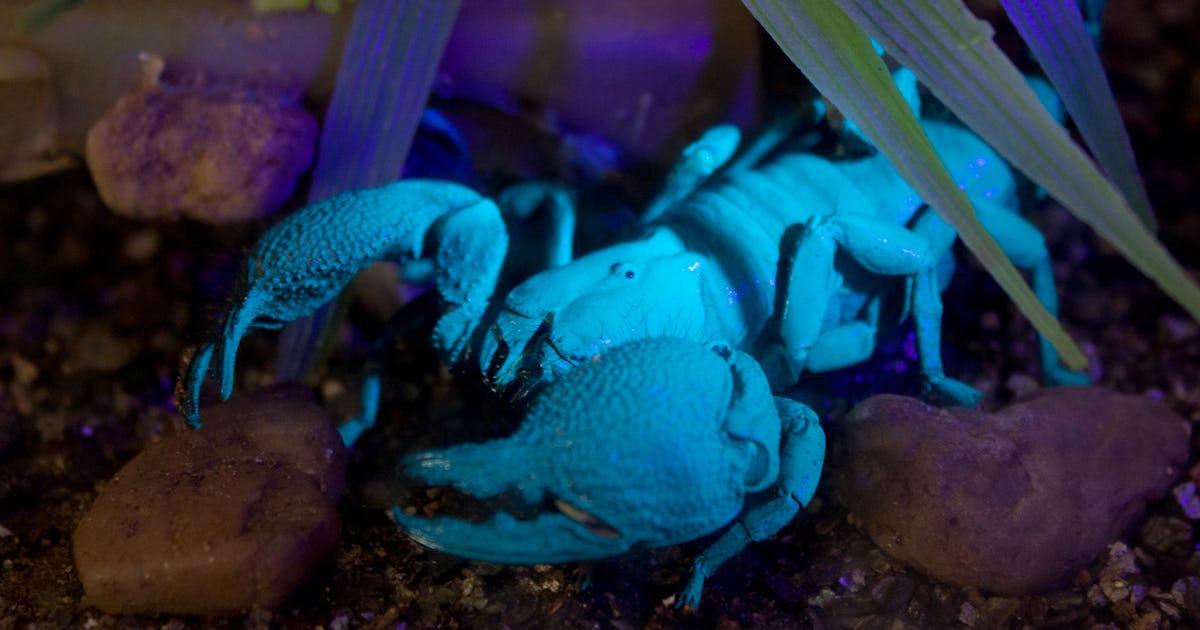 Scientists are baffled by these 6 glow-in-the-dark animals