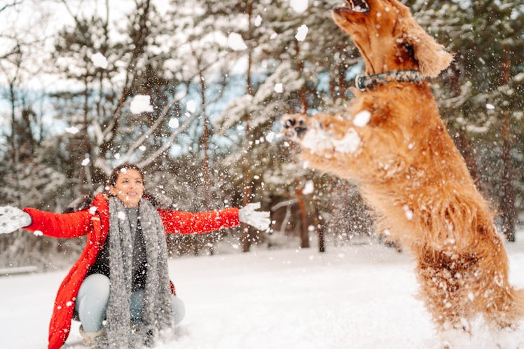 A bundled up woman and her dog play in the snow, while she throws snow balls.