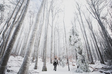 A young woman takes a winter hike in a forest with tall, snow-covered trees.