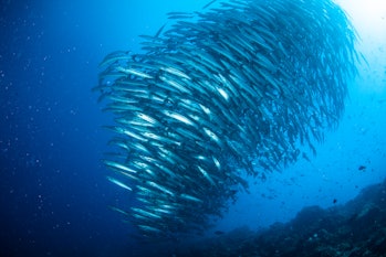 herring school of fish