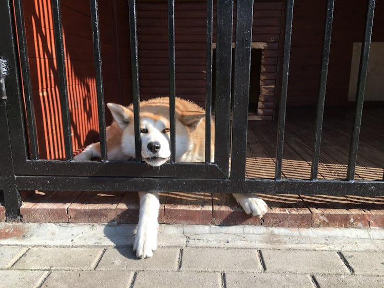 dog lying with head in a fence