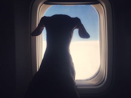 An emotional support animal - dog looking through an airplane window