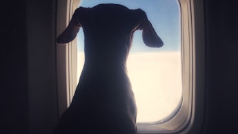 An emotional support animal - dog looking through an airplane window