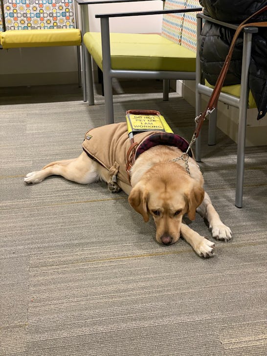 An emotional support animal - dog lying on the floor in a waiting room