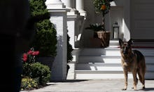 A dog standing in front of an entrance of a house