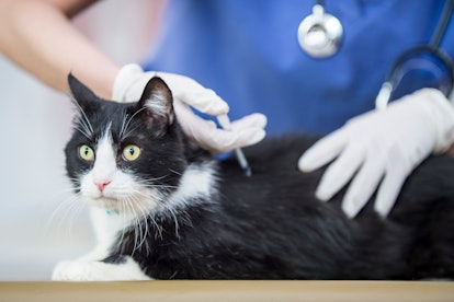 While cats are asymptomatic, they can still pass COVID-19 onto humans. 