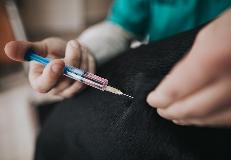 Scientists have made a new case for getting vets vaccinated against COVID-19 in the future.