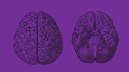 Monochrome engraved vintage drawing human brain in side view with woodcut print style illustration isolated on white background