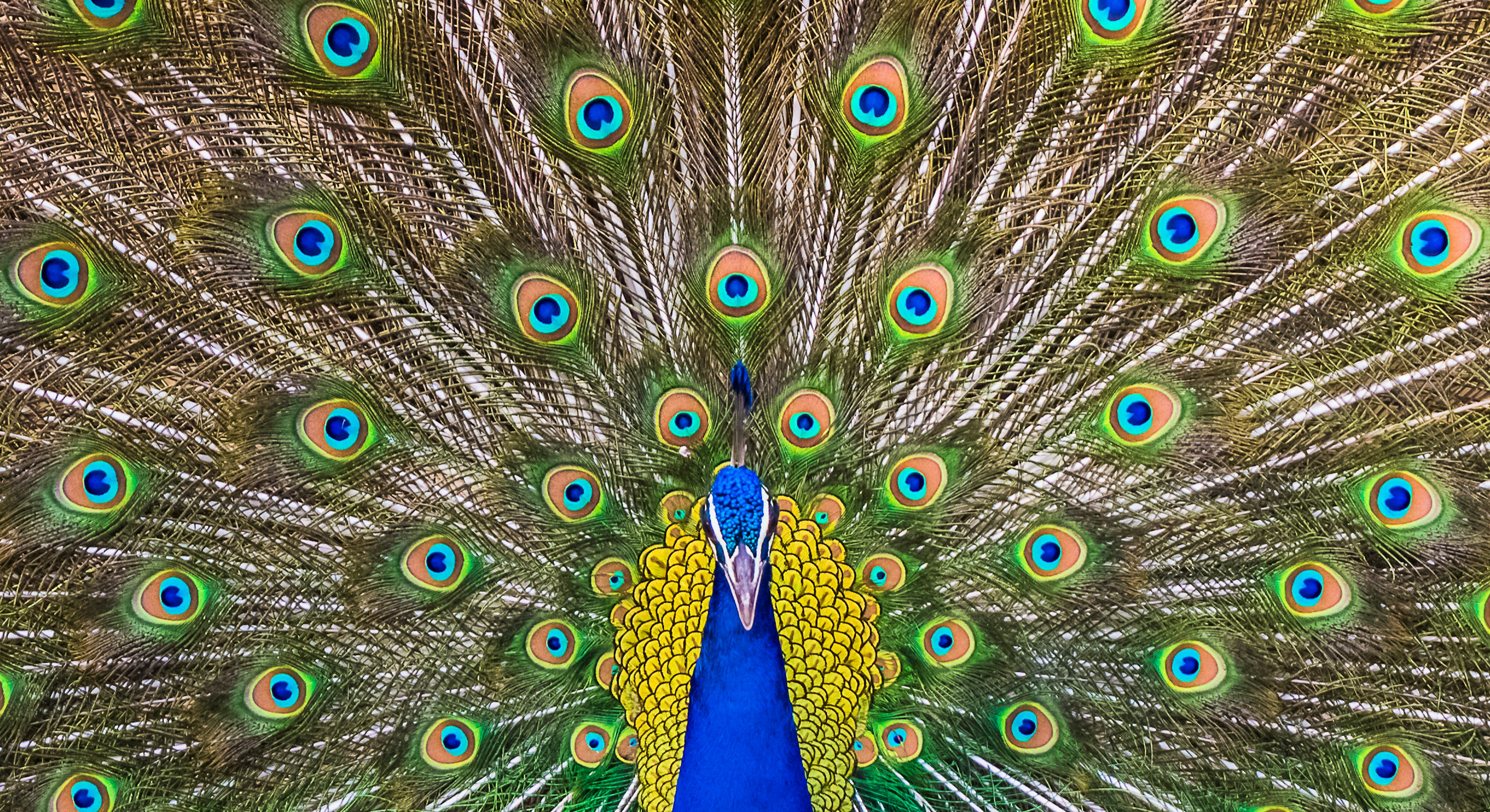 Sci-fi movies on Peacock: Watch these 5 for free ASAP