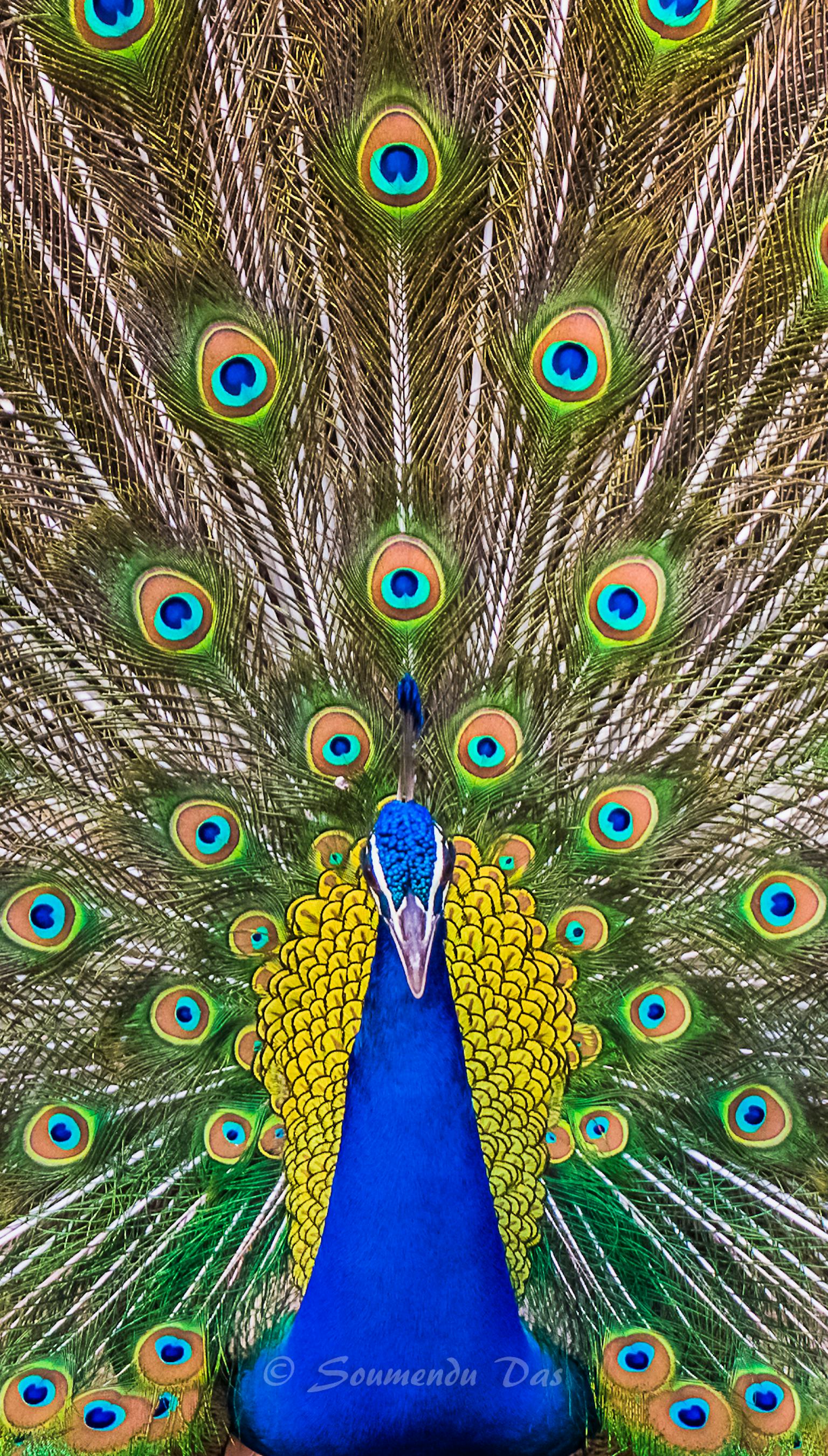 Sci-fi movies on Peacock: Watch these 5 for free ASAP