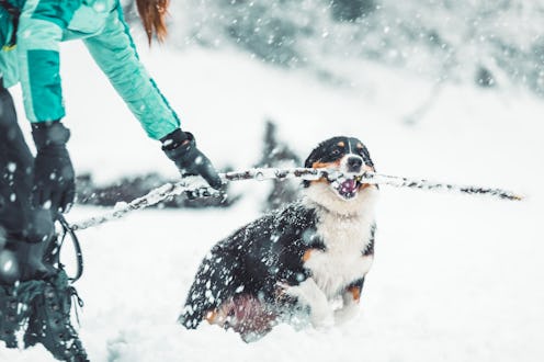 snow, winter, dog, pet
